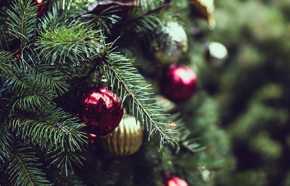 Where to buy Christmas trees in Rotterdam in 2025