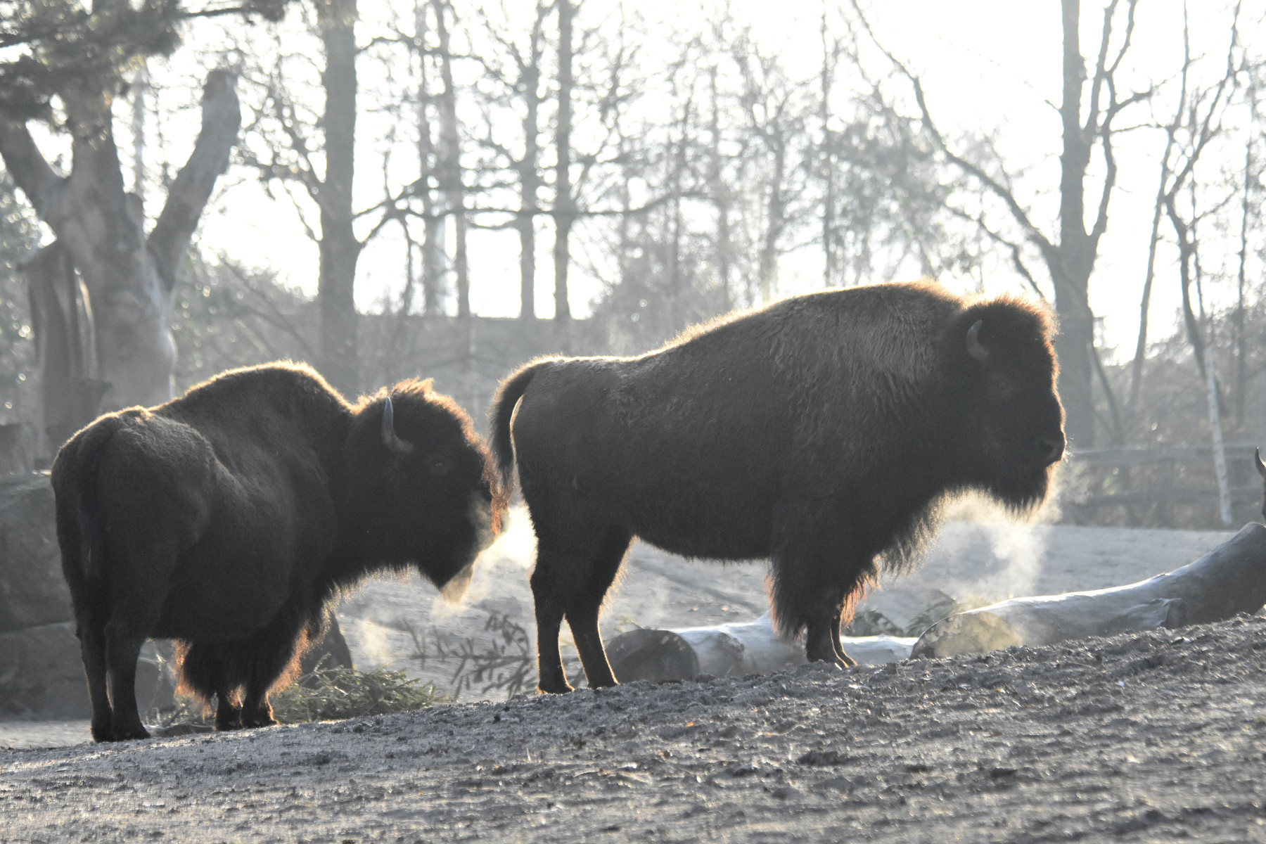best places lunch high tea brunch christmas Rotterdam 2025